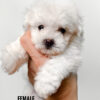 Maltipoo puppy for Sale in Puchong KL Malaysia