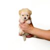 Maltipoo puppy for Sale in Puchong KL Malaysia