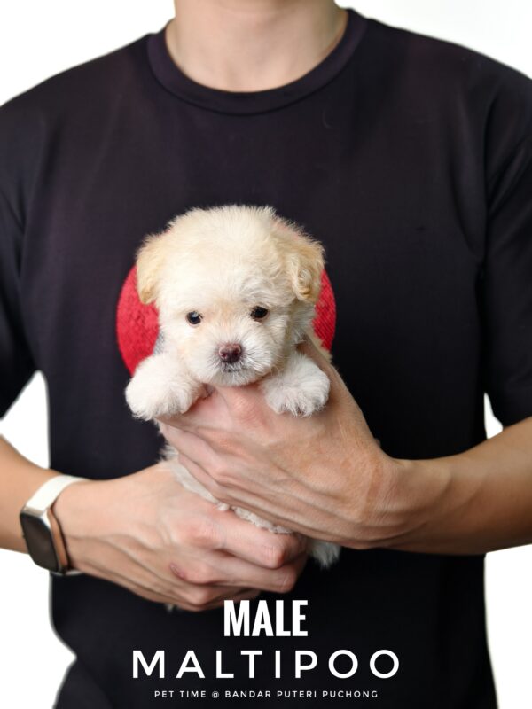 Maltipoo puppy for Sale in Puchong KL Malaysia