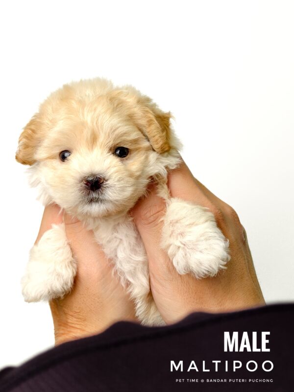 Maltipoo puppy for Sale in Puchong KL Malaysia