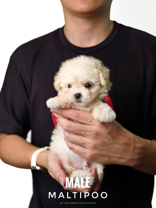 Maltipoo puppy for Sale in Puchong KL Malaysia