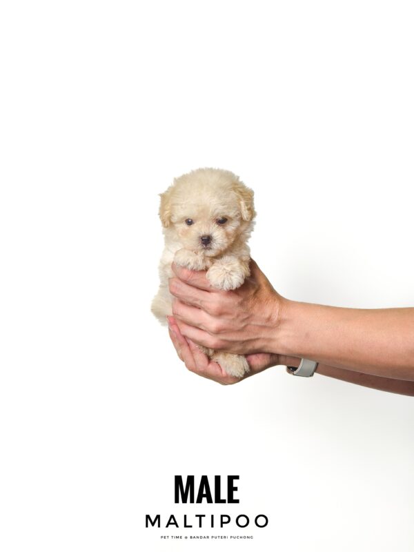 Maltipoo puppy for Sale in Puchong KL Malaysia