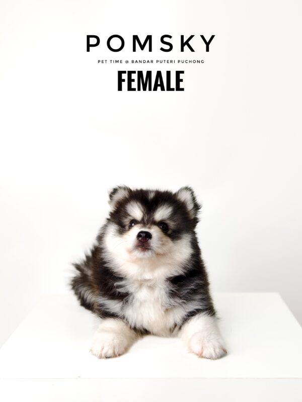 Pomsky puppy for Sale in Puchong KL Malaysia