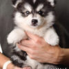 Pomsky puppy for Sale in Puchong KL Malaysia