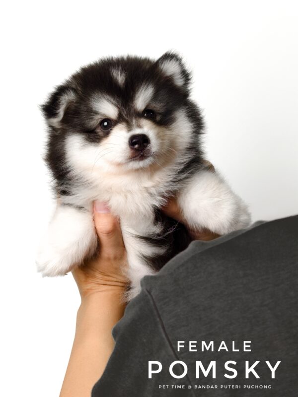 Pomsky puppy for Sale in Puchong KL Malaysia