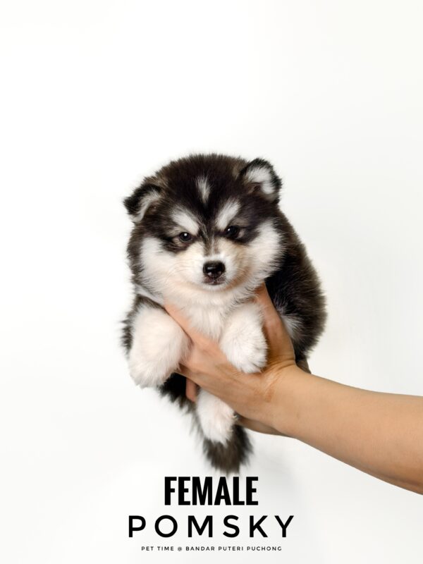 Pomsky puppy for Sale in Puchong KL Malaysia