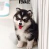 Pomsky puppy for Sale in Puchong KL Malaysia