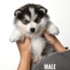 Pomsky puppy for Sale in Puchong KL Malaysia