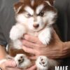 Pomsky puppy for Sale in Puchong KL Malaysia
