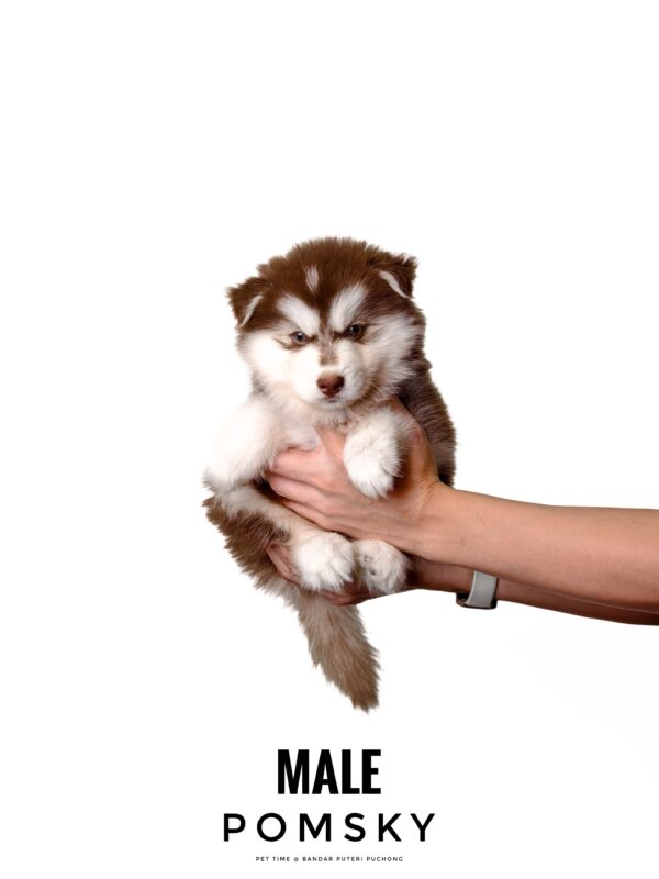 Pomsky puppy for Sale in Puchong KL Malaysia