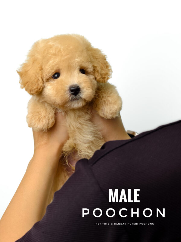 Poochon puppy for Sale in Puchong KL Malaysia