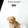 Poochon puppy for Sale in Puchong KL Malaysia