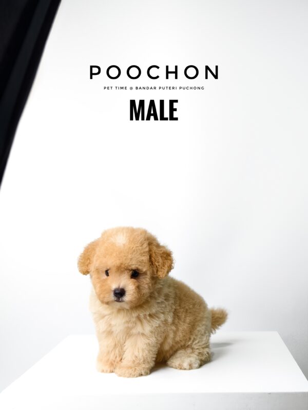 Poochon puppy for Sale in Puchong KL Malaysia