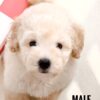 Poochon puppy for Sale in Puchong KL Malaysia