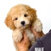 Poochon puppy for Sale in Puchong KL Malaysia