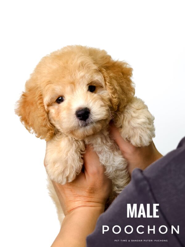 Poochon puppy for Sale in Puchong KL Malaysia
