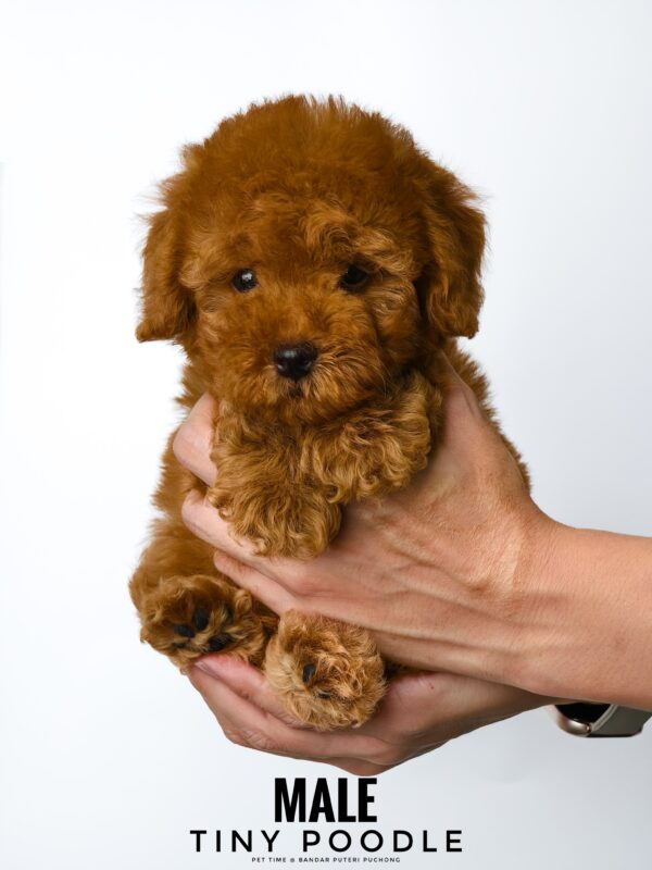 Tiny Poodle puppy for Sale in Puchong KL Malaysia