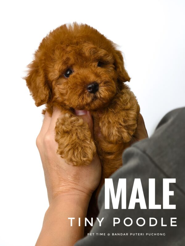 Tiny Poodle puppy for Sale in Puchong KL Malaysia