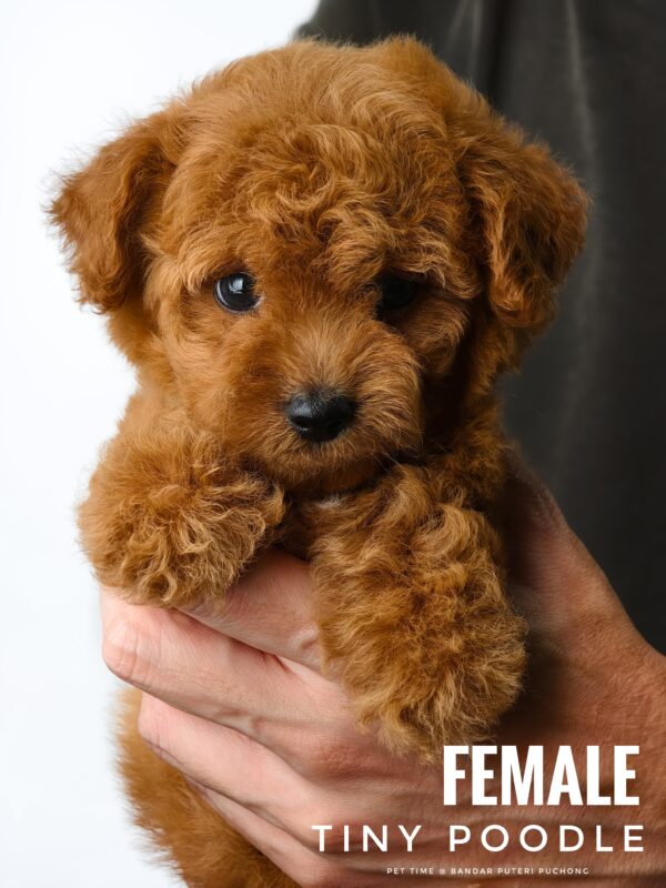 Tiny Poodle puppy for Sale in Puchong KL Malaysia