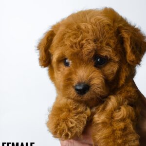 Tiny Poodle puppy for Sale in Puchong KL Malaysia
