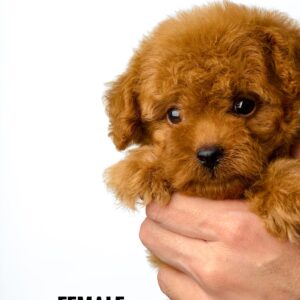Tiny Poodle puppy for Sale in Puchong KL Malaysia