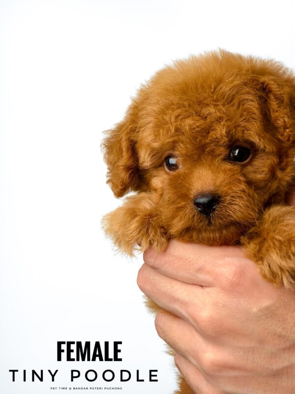 Tiny Poodle puppy for Sale in Puchong KL Malaysia
