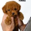 Tiny Poodle puppy for Sale in Puchong KL Malaysia