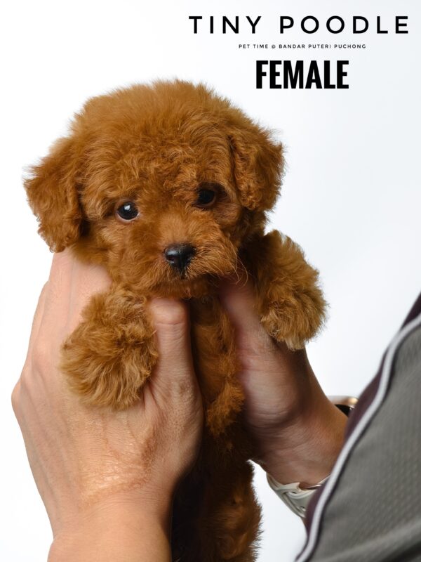 Tiny Poodle puppy for Sale in Puchong KL Malaysia