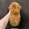 Tiny Poodle puppy for Sale in Puchong KL Malaysia