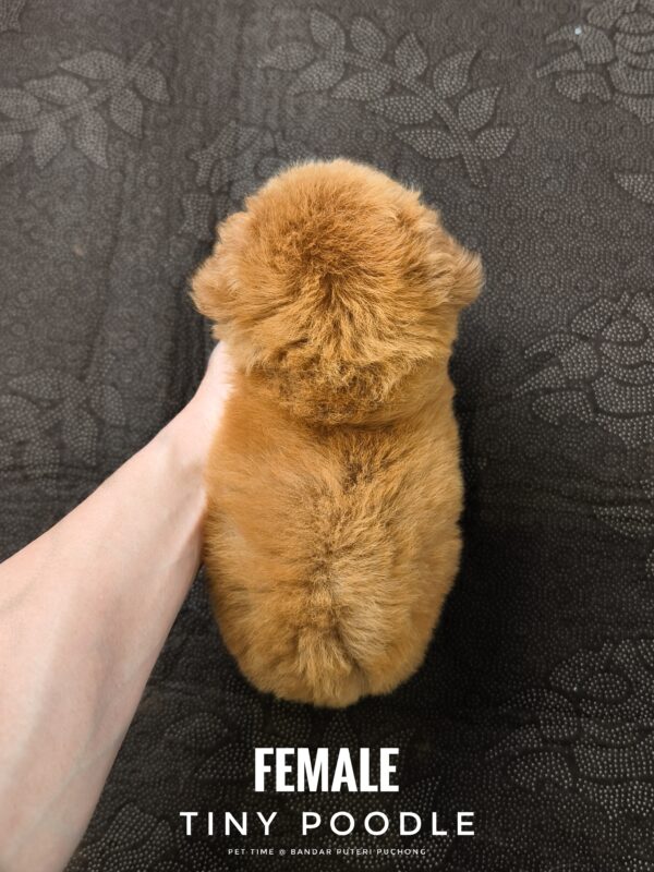 Tiny Poodle puppy for Sale in Puchong KL Malaysia