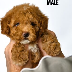 Tiny Poodle puppy for Sale in Puchong KL Malaysia