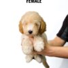 Poochon puppy for Sale in Puchong KL Malaysia