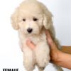 Poochon puppy for Sale in Puchong KL Malaysia