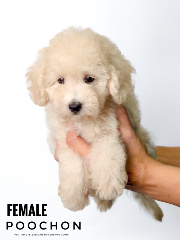 Poochon puppy for Sale in Puchong KL Malaysia