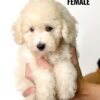 Poochon puppy for Sale in Puchong KL Malaysia