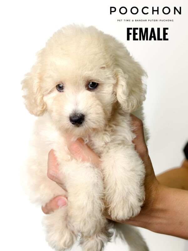 Poochon puppy for Sale in Puchong KL Malaysia