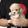 Maltipoo puppy for Sale in Puchong KL Malaysia