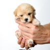Maltipoo puppy for Sale in Puchong KL Malaysia