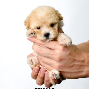 Maltipoo puppy for Sale in Puchong KL Malaysia