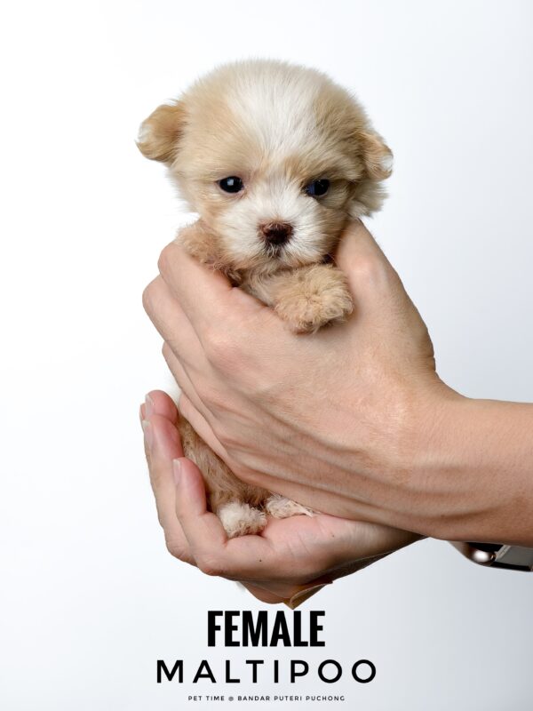 Maltipoo puppy for Sale in Puchong KL Malaysia