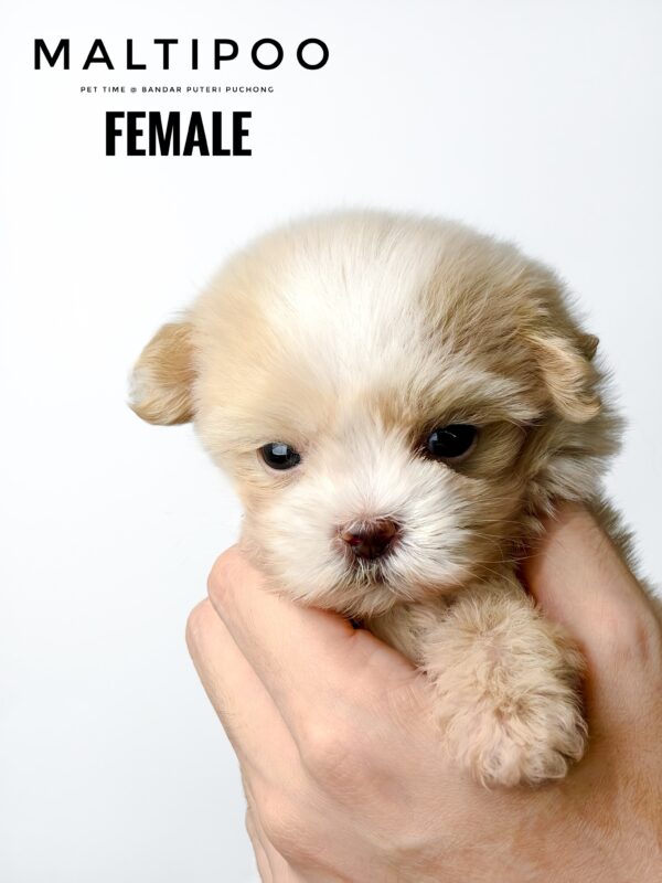 Maltipoo puppy for Sale in Puchong KL Malaysia