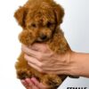 Tiny Poodle puppy for Sale in Puchong KL Malaysia