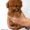 Tiny Poodle puppy for Sale in Puchong KL Malaysia