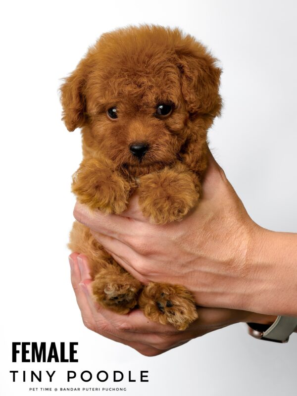 Tiny Poodle puppy for Sale in Puchong KL Malaysia