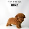 Tiny Poodle puppy for Sale in Puchong KL Malaysia