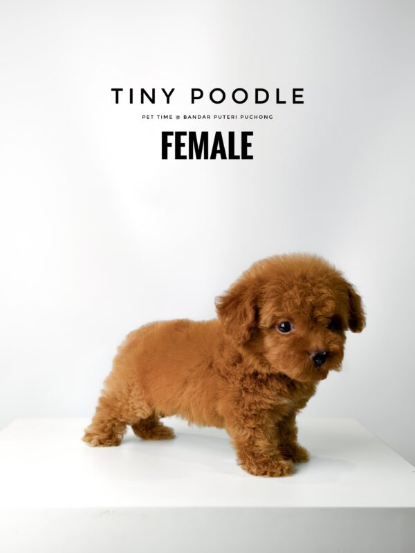 Tiny Poodle puppy for Sale in Puchong KL Malaysia