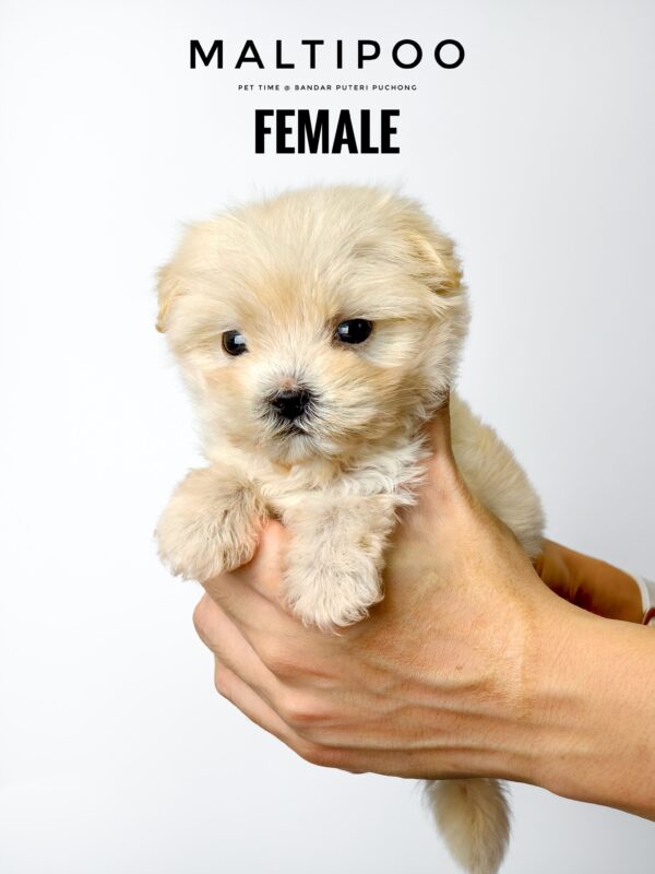Maltipoo puppy for Sale in Puchong KL Malaysia