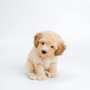Poochon puppy for Sale in Puchong KL Malaysia