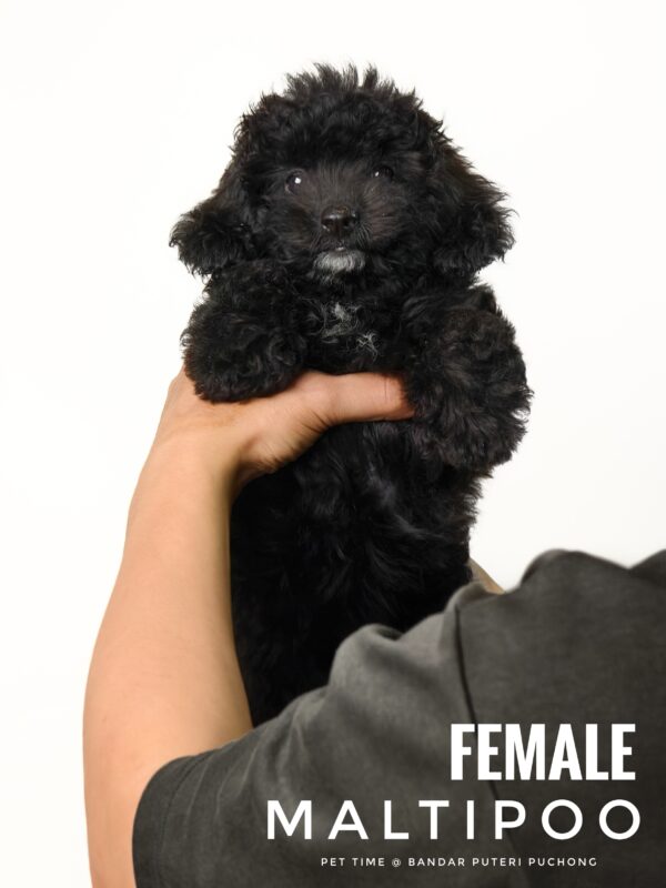 Maltipoo puppy for Sale in Puchong KL Malaysia