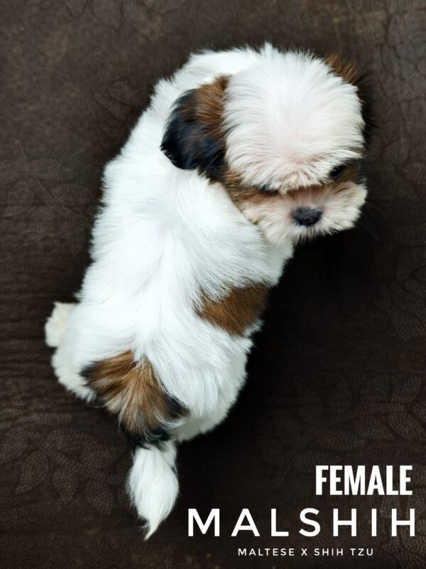 Malshih puppy for Sale in Puchong KL Malaysia